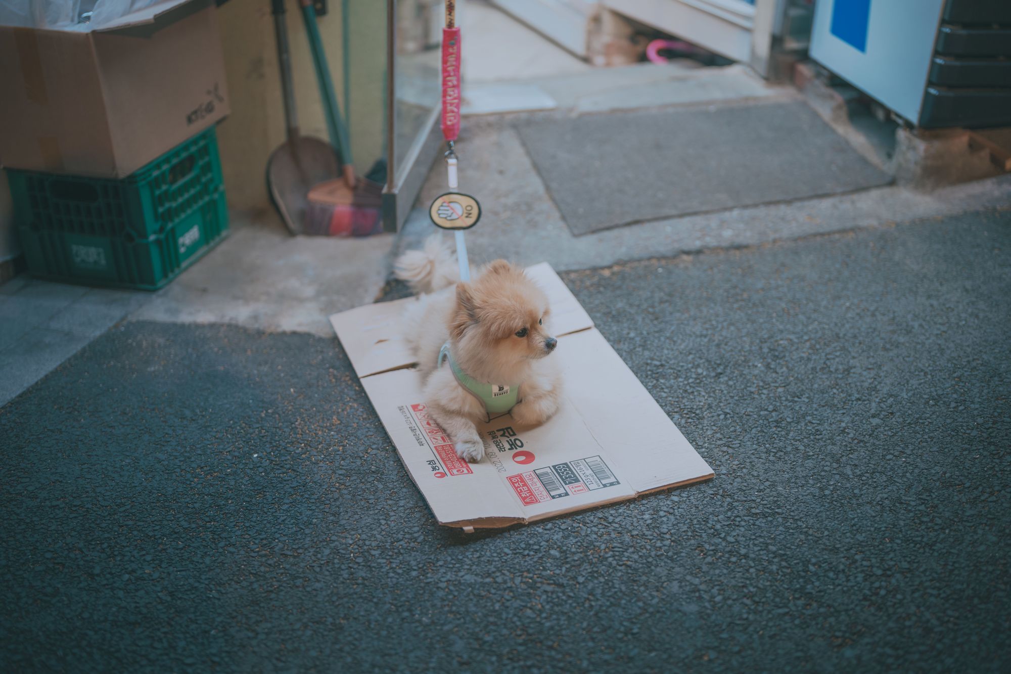 图片[132]-No.024-[DJAWA] Your Panties [325P]-coswz-cos王者