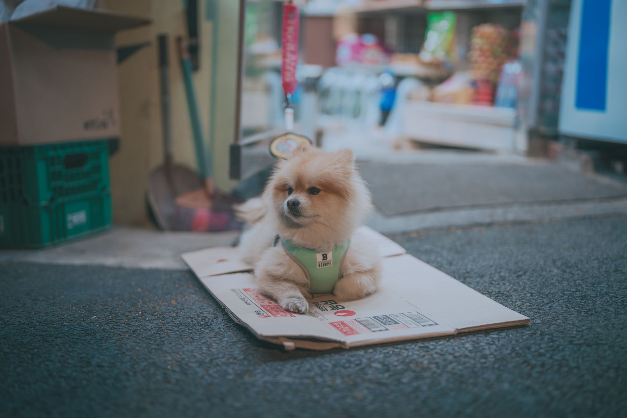 图片[130]-No.024-[DJAWA] Your Panties [325P]-coswz-cos王者