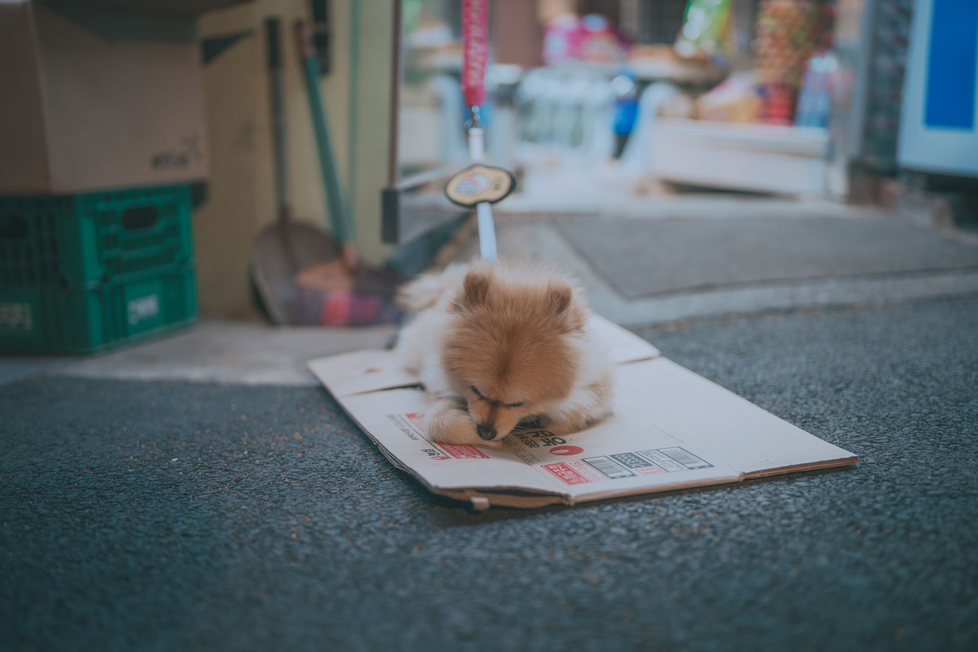 图片[129]-No.024-[DJAWA] Your Panties [325P]-coswz-cos王者