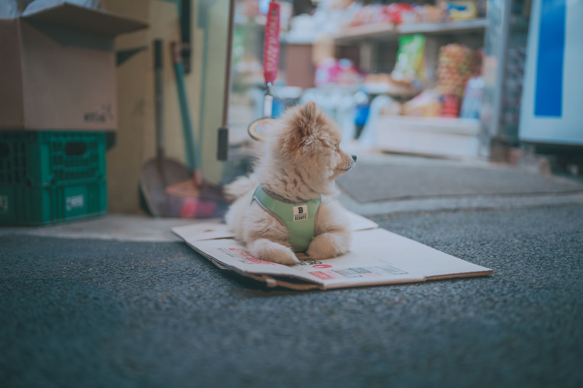 图片[128]-No.024-[DJAWA] Your Panties [325P]-coswz-cos王者