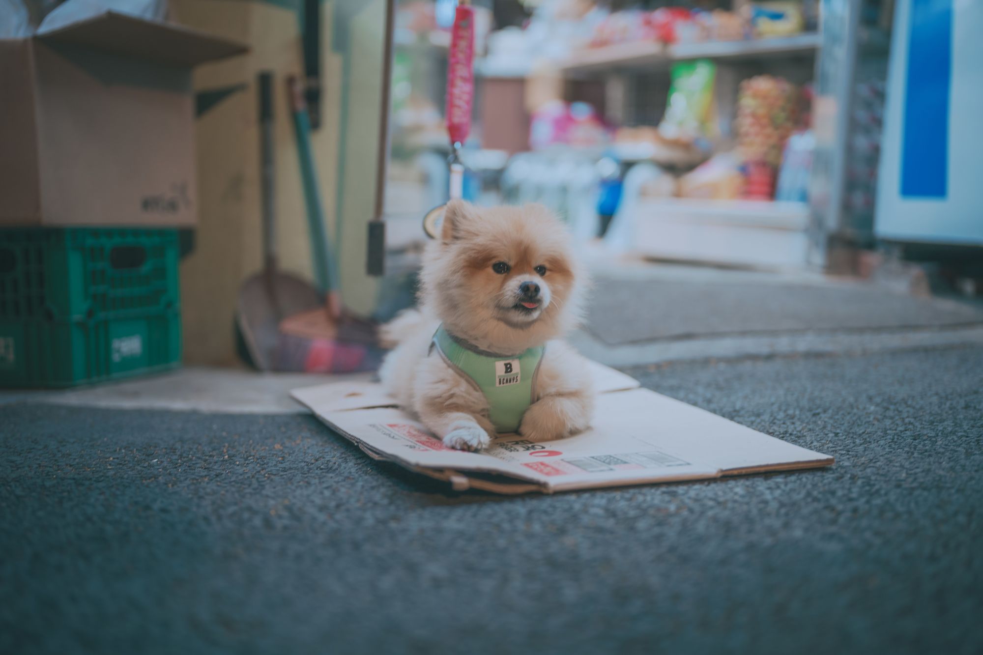 图片[127]-No.024-[DJAWA] Your Panties [325P]-coswz-cos王者